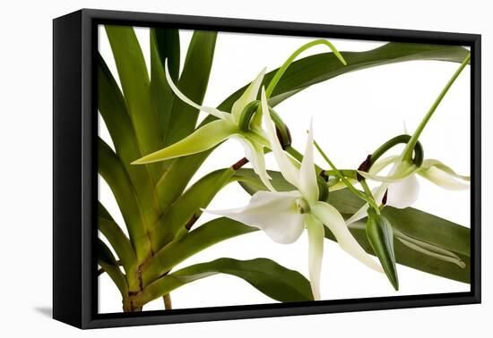 Angraecum Veitchii-Fabio Petroni-Framed Premier Image Canvas