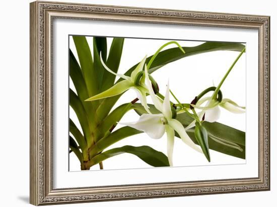 Angraecum Veitchii-Fabio Petroni-Framed Photographic Print