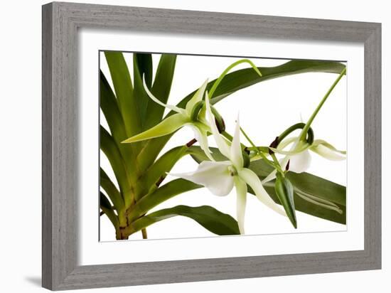 Angraecum Veitchii-Fabio Petroni-Framed Photographic Print