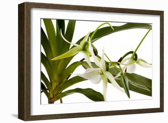 Angraecum Veitchii-Fabio Petroni-Framed Photographic Print