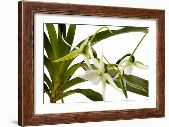 Angraecum Veitchii-Fabio Petroni-Framed Photographic Print