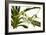 Angraecum Veitchii-Fabio Petroni-Framed Photographic Print