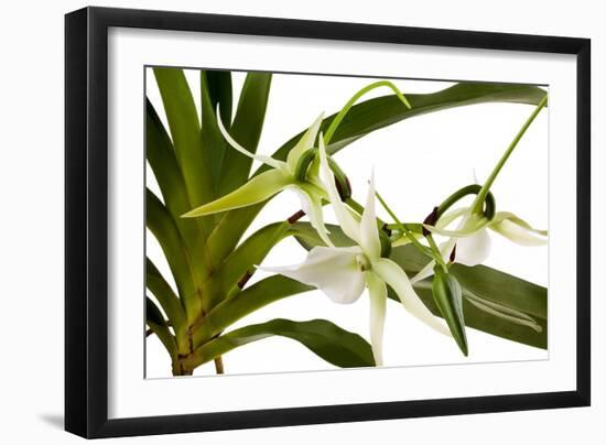 Angraecum Veitchii-Fabio Petroni-Framed Photographic Print