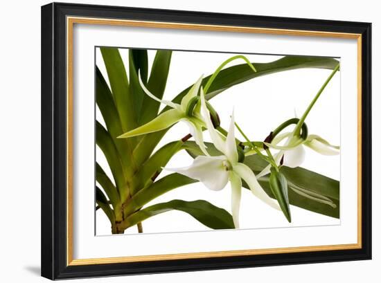 Angraecum Veitchii-Fabio Petroni-Framed Photographic Print