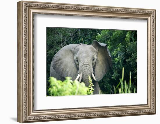 Angry elephant in Uganda's Murchison Falls National Park, Uganda, Africa-Tom Broadhurst-Framed Photographic Print