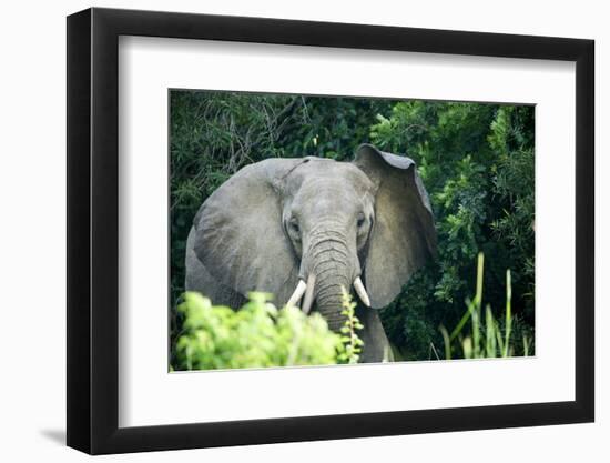 Angry elephant in Uganda's Murchison Falls National Park, Uganda, Africa-Tom Broadhurst-Framed Photographic Print