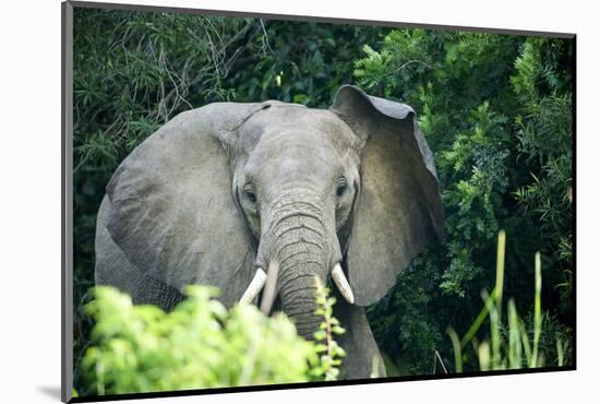 Angry elephant in Uganda's Murchison Falls National Park, Uganda, Africa-Tom Broadhurst-Mounted Photographic Print