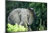 Angry elephant in Uganda's Murchison Falls National Park, Uganda, Africa-Tom Broadhurst-Mounted Photographic Print