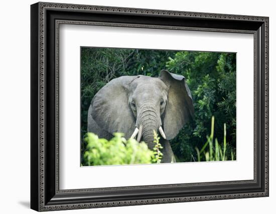 Angry elephant in Uganda's Murchison Falls National Park, Uganda, Africa-Tom Broadhurst-Framed Photographic Print