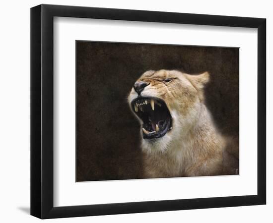 Angry Lioness Portrait-Jai Johnson-Framed Giclee Print