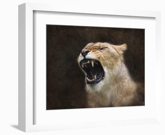 Angry Lioness Portrait-Jai Johnson-Framed Giclee Print