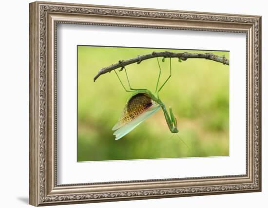 Angry Mantis-Gunarto Song-Framed Photographic Print