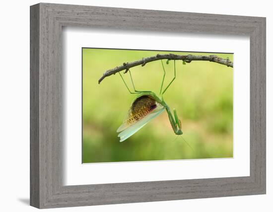 Angry Mantis-Gunarto Song-Framed Photographic Print