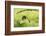 Angry Mantis-Gunarto Song-Framed Photographic Print