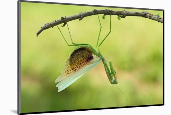 Angry Mantis-Gunarto Song-Mounted Photographic Print