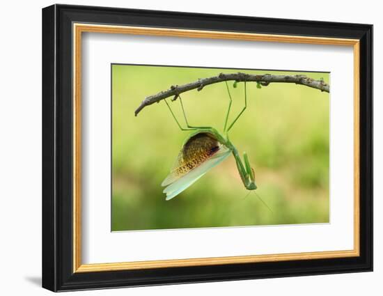 Angry Mantis-Gunarto Song-Framed Photographic Print