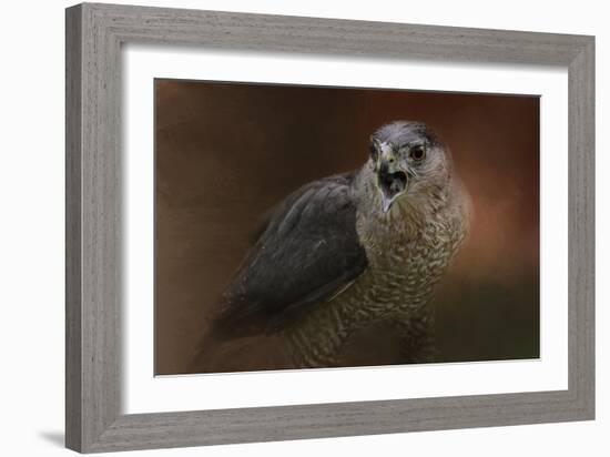 Angry Sharp Shinned Hawk-Jai Johnson-Framed Giclee Print