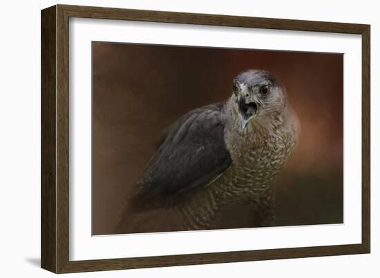 Angry Sharp Shinned Hawk-Jai Johnson-Framed Giclee Print