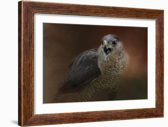 Angry Sharp Shinned Hawk-Jai Johnson-Framed Giclee Print