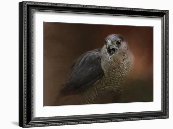 Angry Sharp Shinned Hawk-Jai Johnson-Framed Giclee Print