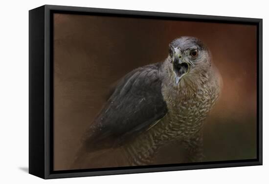 Angry Sharp Shinned Hawk-Jai Johnson-Framed Premier Image Canvas