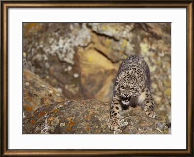 Angry Snow Leopard On Rocks Photographic Print Dlillc Art Com Angry Snow Leopard On Rocks Photographic Print Dlillc Art Com