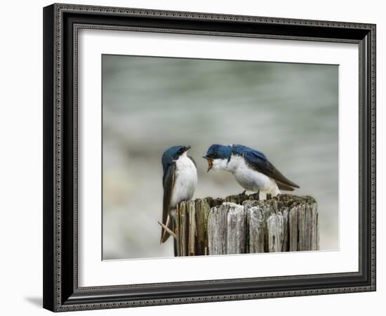 Angry Swallows-Jai Johnson-Framed Premium Giclee Print