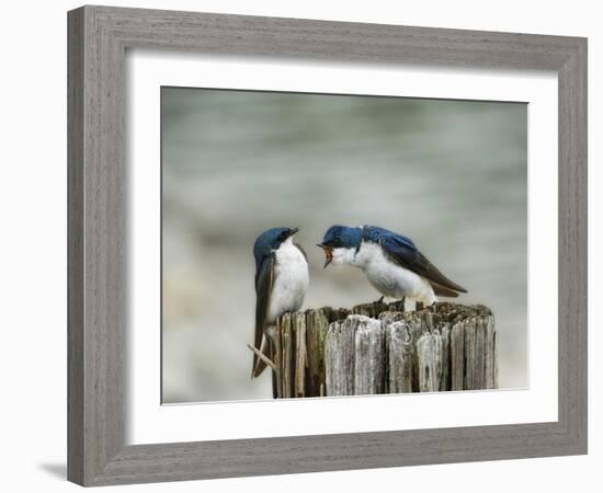 Angry Swallows-Jai Johnson-Framed Giclee Print