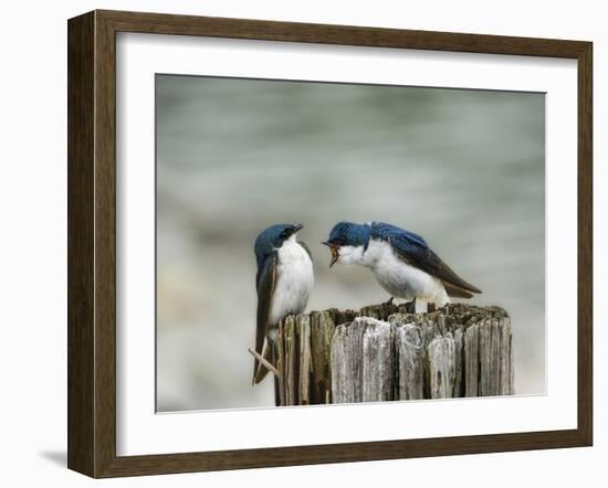 Angry Swallows-Jai Johnson-Framed Giclee Print