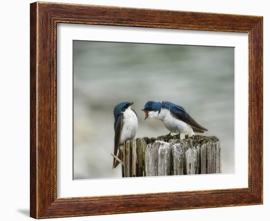 Angry Swallows-Jai Johnson-Framed Giclee Print