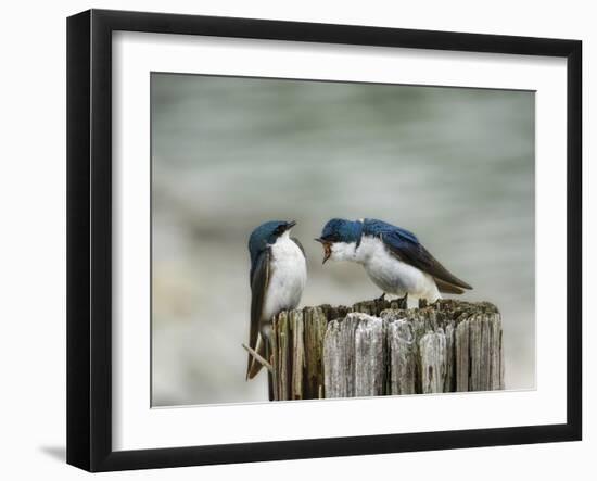 Angry Swallows-Jai Johnson-Framed Giclee Print