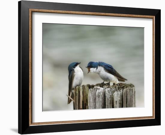 Angry Swallows-Jai Johnson-Framed Giclee Print