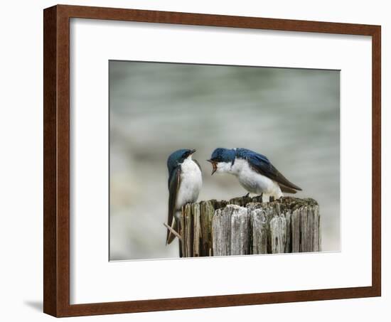 Angry Swallows-Jai Johnson-Framed Giclee Print