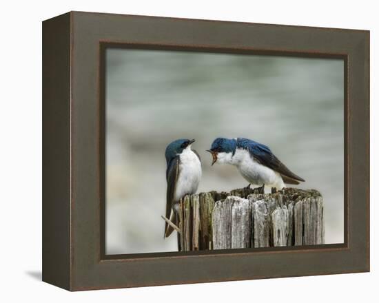 Angry Swallows-Jai Johnson-Framed Premier Image Canvas