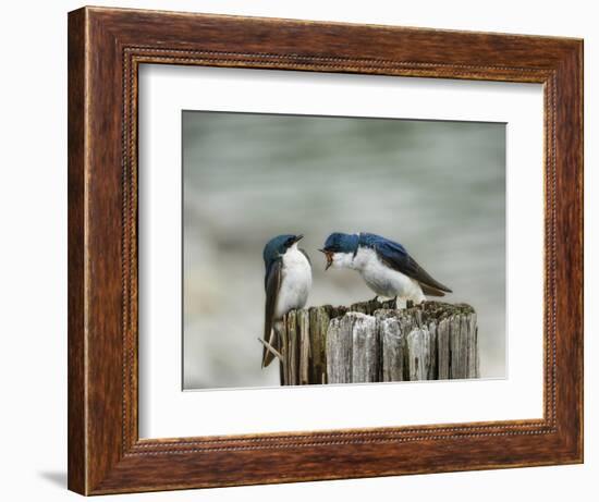 Angry Swallows-Jai Johnson-Framed Giclee Print