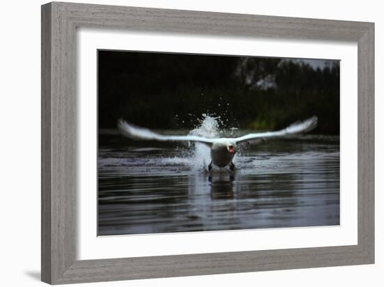 Angry Swan-Charles Bowman-Framed Photographic Print