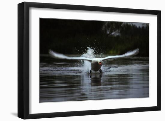 Angry Swan-Charles Bowman-Framed Photographic Print