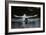 Angry Swan-Charles Bowman-Framed Photographic Print