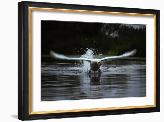 Angry Swan-Charles Bowman-Framed Photographic Print