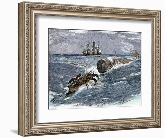 Angry Whale Chasing a Harpoon Boat-null-Framed Giclee Print