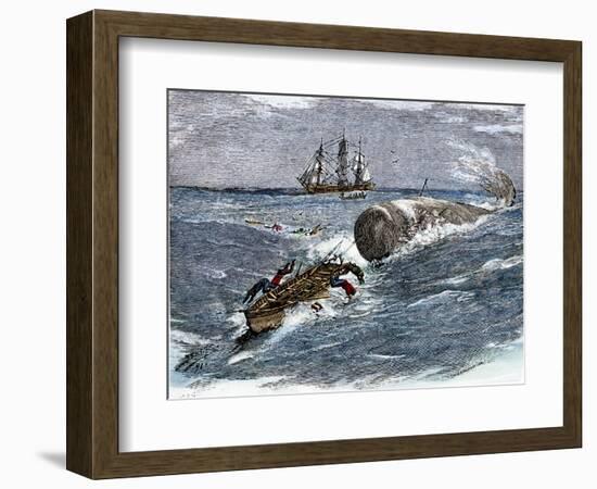 Angry Whale Chasing a Harpoon Boat-null-Framed Giclee Print