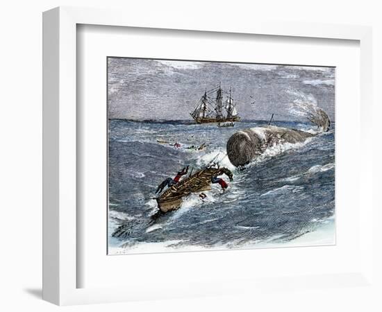 Angry Whale Chasing a Harpoon Boat-null-Framed Giclee Print