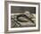 Anguille et rouget-Edouard Manet-Framed Giclee Print