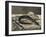 Anguille et rouget-Edouard Manet-Framed Giclee Print