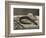 Anguille et rouget-Edouard Manet-Framed Giclee Print