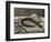 Anguille et rouget-Edouard Manet-Framed Giclee Print