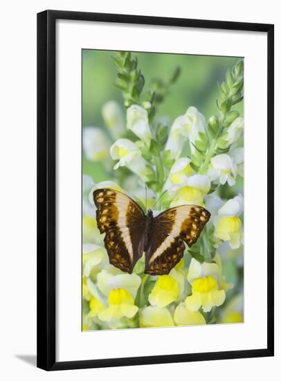 Angular Glider Butterfly Originating from Cymothoe Theobene-Darrell Gulin-Framed Photographic Print