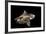 Angular Roughshark (Oxynotus Centrina) A Deepsea Species Living At 80-300M Depth-Jordi Chias-Framed Photographic Print