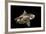 Angular Roughshark (Oxynotus Centrina) A Deepsea Species Living At 80-300M Depth-Jordi Chias-Framed Photographic Print