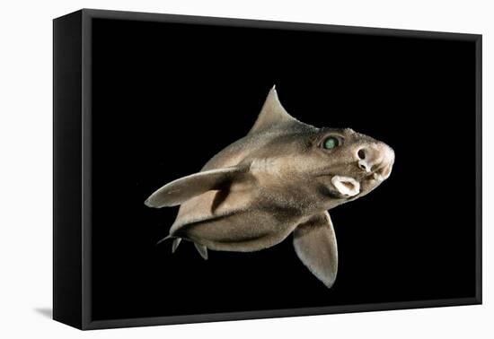Angular Roughshark (Oxynotus Centrina) A Deepsea Species Living At 80-300M Depth-Jordi Chias-Framed Premier Image Canvas